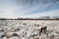 Ice jams on the Mohawk River Royalty Free Stock Photo
