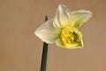 Ice King Daffodil Three Petals