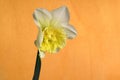 Ice King Daffodil Flower Opens 12
