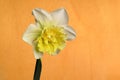 Ice King Daffodil Opens 13 Royalty Free Stock Photo