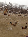 Ice from Lake Michigan