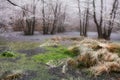 Ice lake with reflection trees Royalty Free Stock Photo