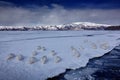 Ice lake with snow in Japan. Whooper Swans, Cygnus cygnus, birds in the nature habitat, Lake Kusharo, winter scene with snow and Royalty Free Stock Photo