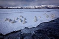 Ice lake with snow in Japan. Whooper Swans, Cygnus cygnus, birds in the nature habitat, Lake Kusharo, winter scene with snow and Royalty Free Stock Photo