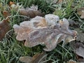 Ice Leaf Royalty Free Stock Photo