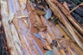 Ice and leaves on cracked willow wood