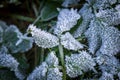 Frozen Foliage Royalty Free Stock Photo