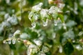 Ice on leaves in garden in February. Icicles from freezing rain, snow storm over leaves. Royalty Free Stock Photo