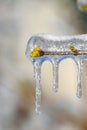 Ice on Lilac branch