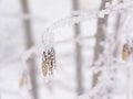 Frozen maple samaras on a twig Royalty Free Stock Photo