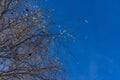 Ice melting in the sun on a tree crown against cloudless blue sky. Bare branches of trees in the spring forest. Abstract natural Royalty Free Stock Photo