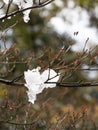 Ice melts on the tree Royalty Free Stock Photo