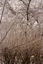 Ice and more ice coating leafless branches Royalty Free Stock Photo