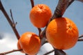 Ice oranges Royalty Free Stock Photo