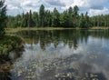 Peck lake May flora in Algonquin Park Canada