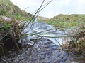 Ice over stream with water running beneath with grass and rushes