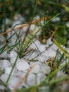 Ice parts in the grass after a summer hail storm Royalty Free Stock Photo