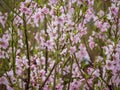 Ice peach tree branch in pink bloom. Spring season. Fruit trees for gardens