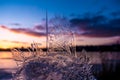 ice piece with tree-shape crystals again sunset Royalty Free Stock Photo