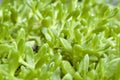 Ice Plant Royalty Free Stock Photo