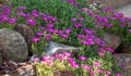 Ice plant blooming in a rock garden Royalty Free Stock Photo