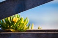 Ice plant, Carpobrotus edulis, along wooden fence on California Royalty Free Stock Photo