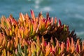 Ice Plant Carpobrotus edulis Royalty Free Stock Photo