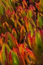 Ice Plant Carpobrotus edulis Royalty Free Stock Photo