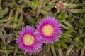 Ice plant Carpobrotus edulis Royalty Free Stock Photo