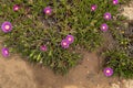 Ice plant Carpobrotus edulis Royalty Free Stock Photo