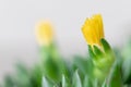 Close-up of Bright Yellow Succulent Flower, Ice Plant, Delosperma Congesta