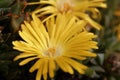 The ice plant Delosperma congestum