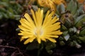 The ice plant Delosperma congestum