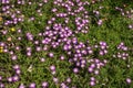 Ice-plant delosperma nubigenum - purple and white flowers