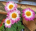 Ice plant family flowers