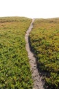 Ice Plant Field with Dirt Pathway Royalty Free Stock Photo