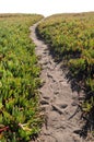 Ice Plant Field with Dirt Pathway Royalty Free Stock Photo