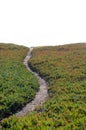 Ice Plant Field with Dirt Pathway Royalty Free Stock Photo