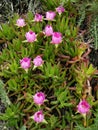 Ice plant flower (Carpobrotus chilensis) Royalty Free Stock Photo