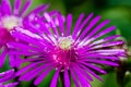 Ice plant flower close up photography with macro details Royalty Free Stock Photo