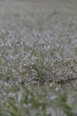Green grass covered with ice after the icy rain. abstract background. macro, for design Royalty Free Stock Photo