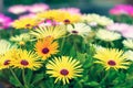 Ice plant Livingstone daisies blooming in the garden Royalty Free Stock Photo