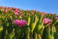 Ice plant and purple ice plant Royalty Free Stock Photo