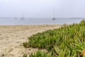 Ice plant and sand on the beach on the Pacific Ocean beach Half Moon Bay near San Francisco on a foggy day