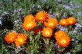 Ice Plant In Spring Royalty Free Stock Photo