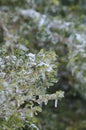 Ice on Plant