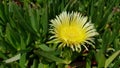 Ice plant yellow flower with succulent leaves. Yellow daisy-like flower on green cactus in desert. Iceplant Carpobrotus edulis Royalty Free Stock Photo