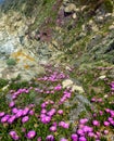 Ice plants flowers