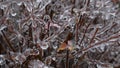 Circumstances of ice rain 6