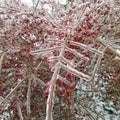 Ice red berries